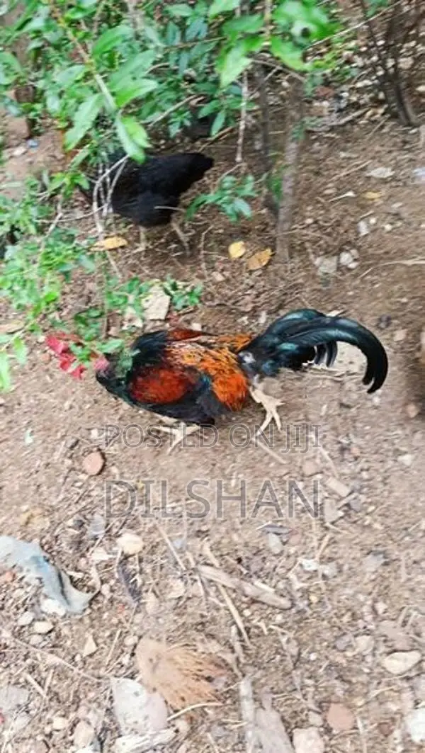 ගම් කුකුලන්
