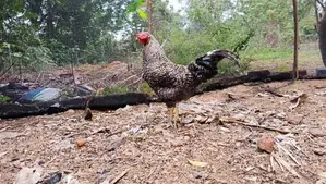 ගම් කුකුලන්