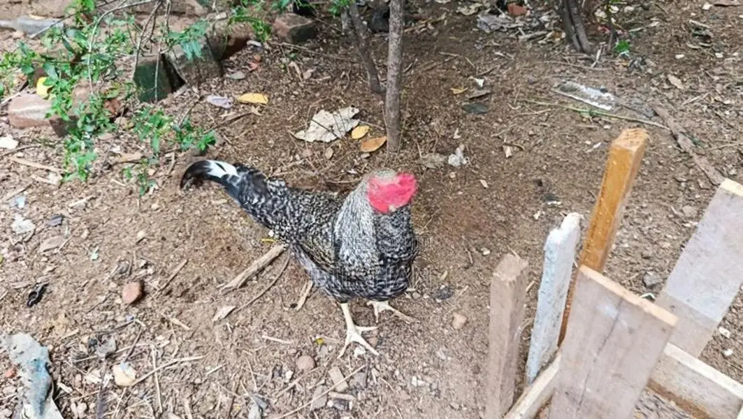 ගම් කුකුලන්