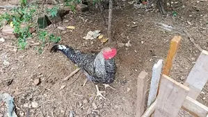 ගම් කුකුලන්