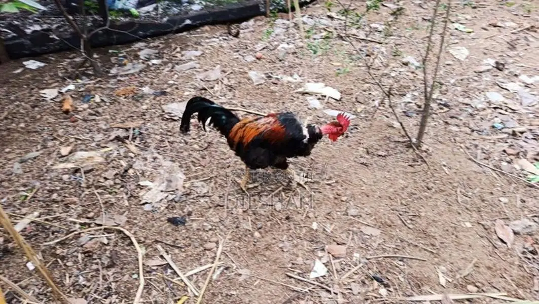 ගම් කුකුලන්