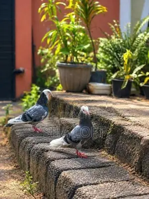 Pigeon