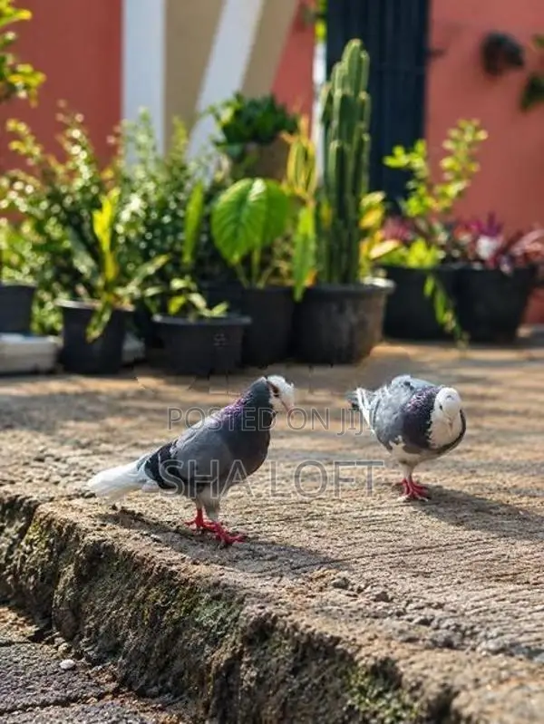 Pigeon