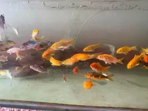 Calf Fish 2.5 Inch