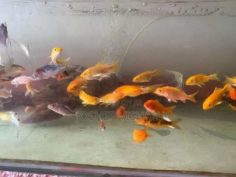 Calf Fish 2.5 Inch