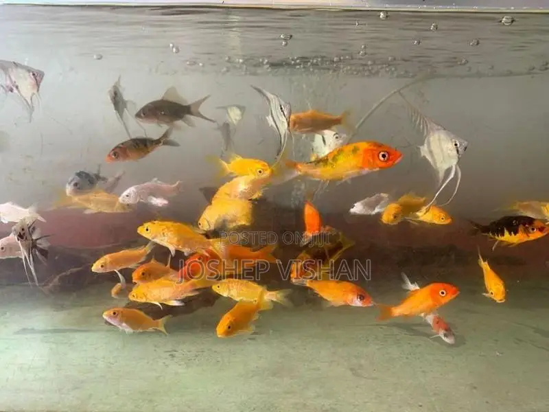 Calf Fish 2.5 Inch