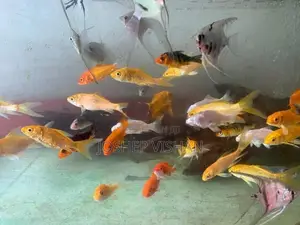 Calf Fish 2.5 Inch