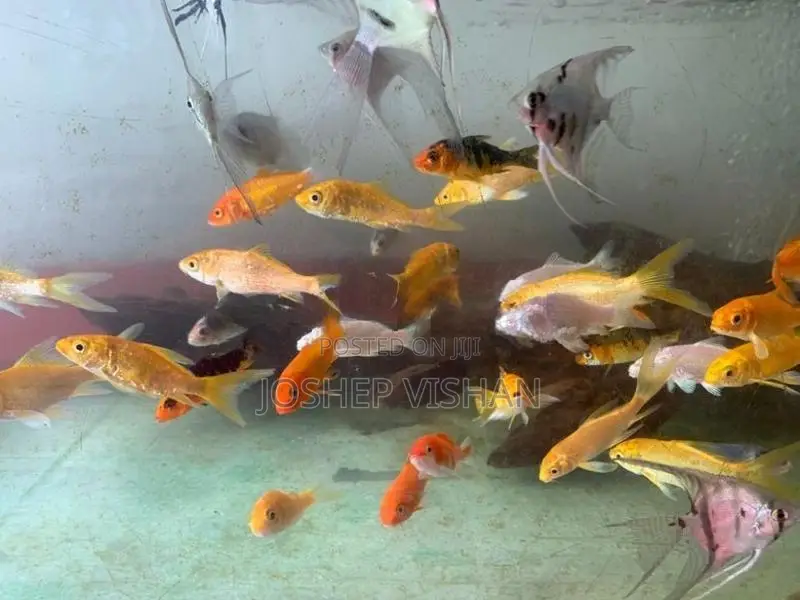 Calf Fish 2.5 Inch
