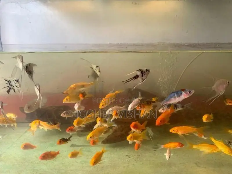 Calf Fish 2.5 Inch