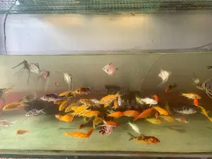 Calf Fish 2.5 Inch