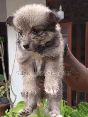 Lion Pomeranian Puppies