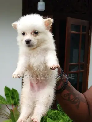 Lion Pomeranian Puppies