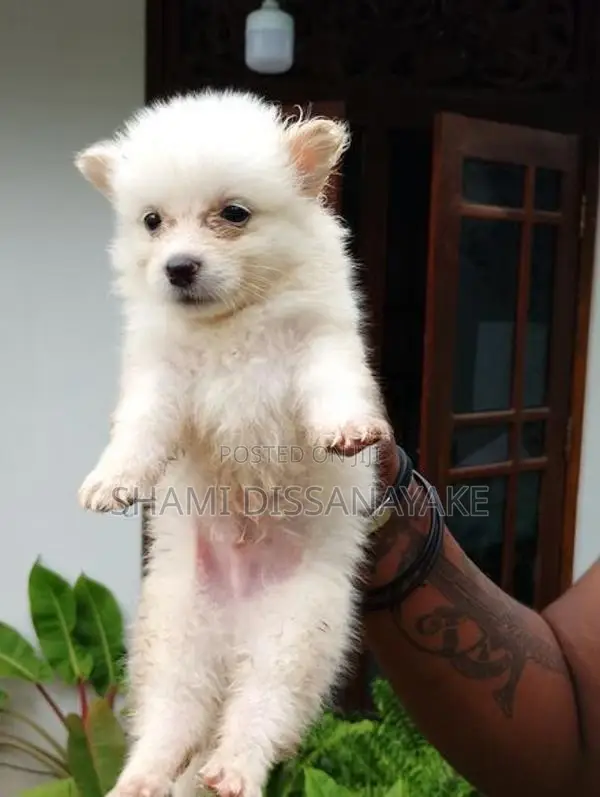 Lion Pomeranian Puppies