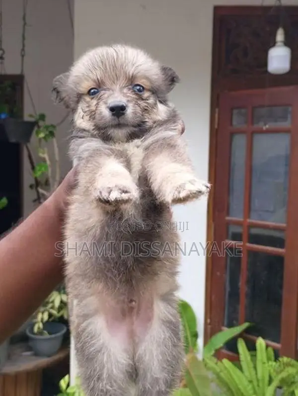 Lion Pomeranian Puppies
