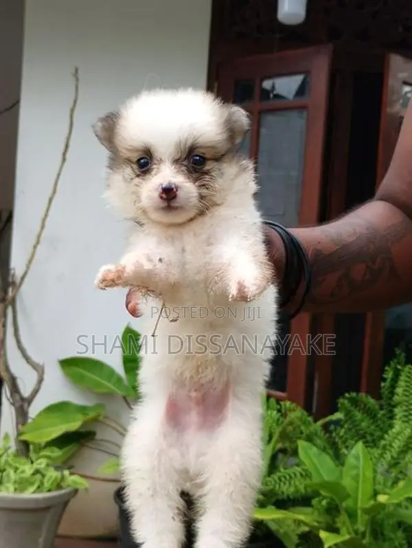 Lion Pomeranian Puppies