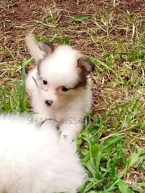 Lion Pomeranian Puppies