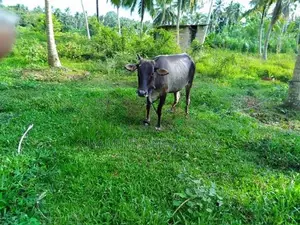 Milk Cow