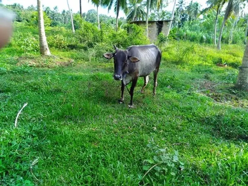 Milk Cow