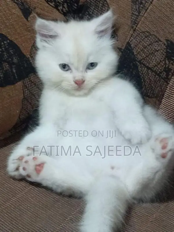 Persian Cat