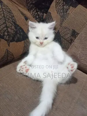 Persian Cat