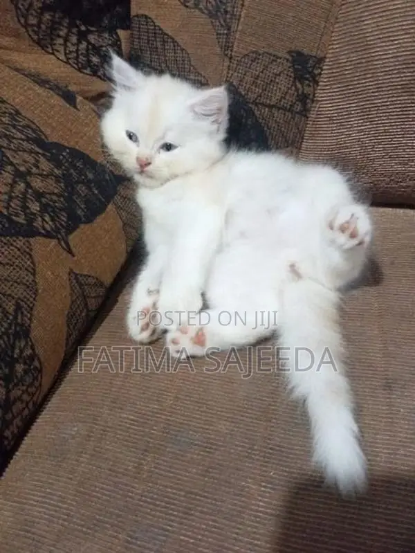 Persian Cat
