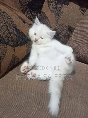 Persian Cat
