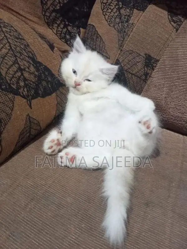 Persian Cat