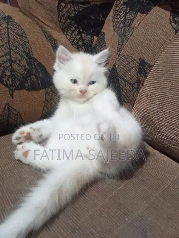 Persian Cat