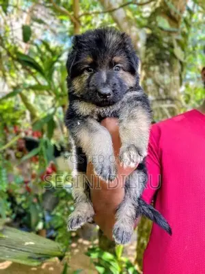 German Shepherd Long Coat Puppies