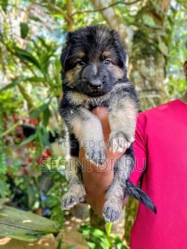 German Shepherd Long Coat Puppies