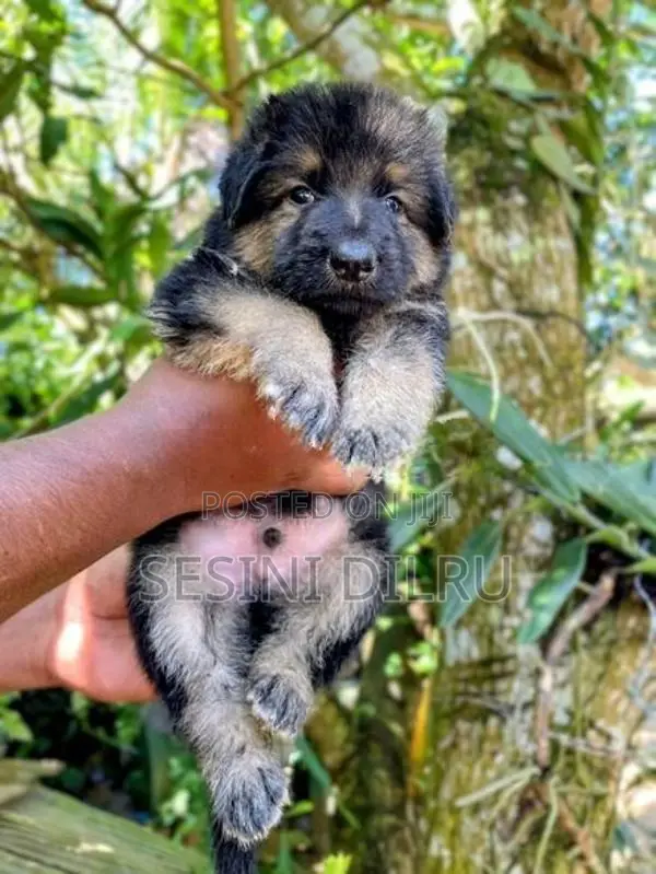 German Shepherd Long Coat Puppies