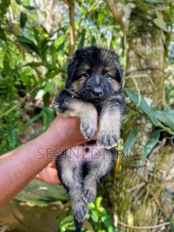 German Shepherd Long Coat Puppies