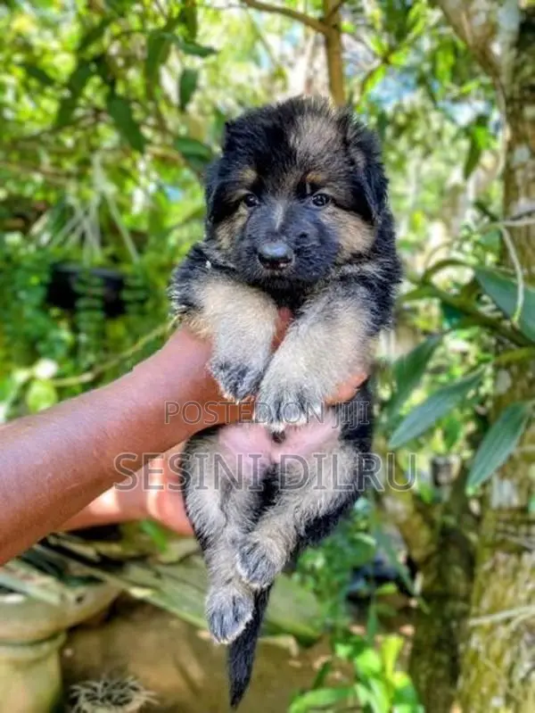 German Shepherd Long Coat Puppies