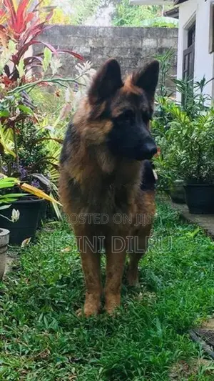 German Shepherd Long Coat Puppies