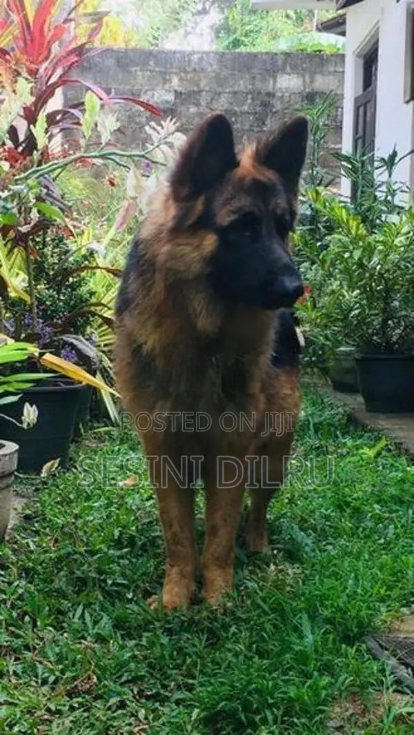 German Shepherd Long Coat Puppies