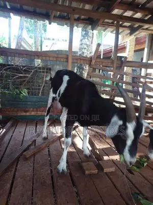 Alpine Female Goat