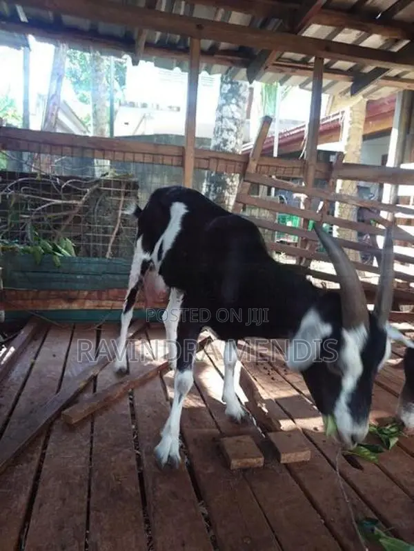 Alpine Female Goat