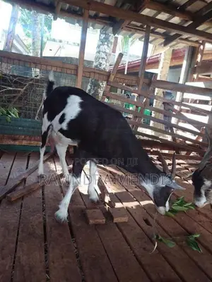 Alpine Female Goat