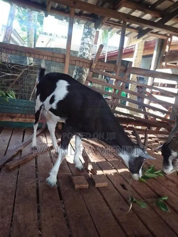 Alpine Female Goat