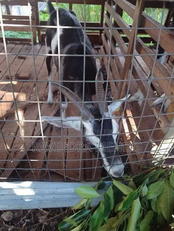 Alpine Female Goat