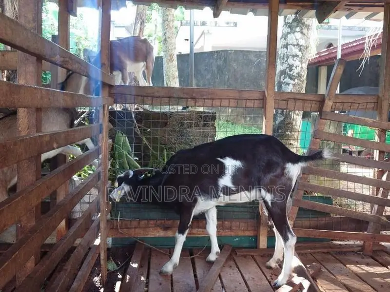 Alpine Female Goat