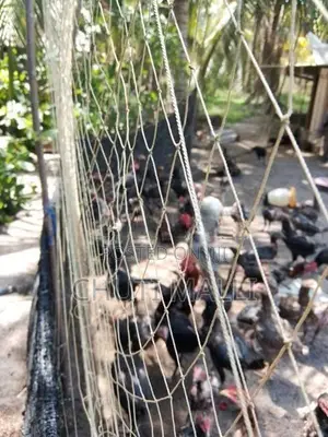 Kukul Pataw