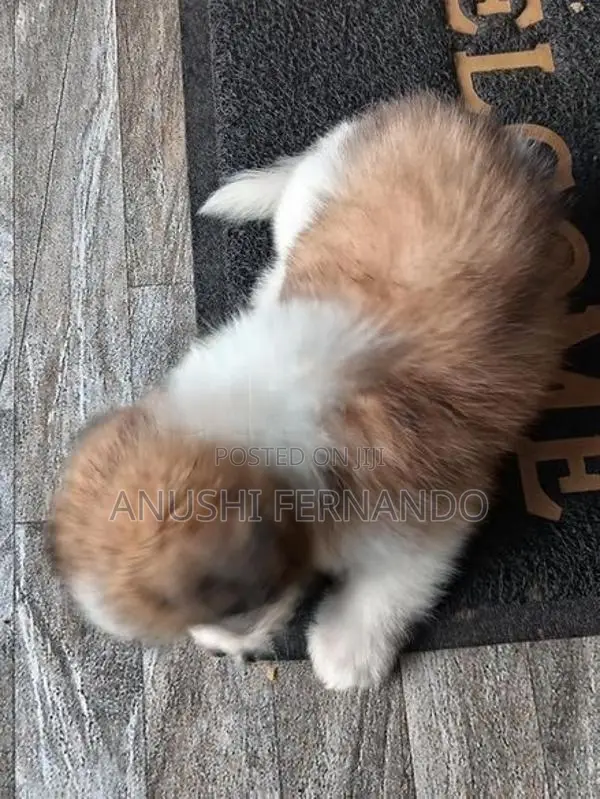 Shihtzu Puppy