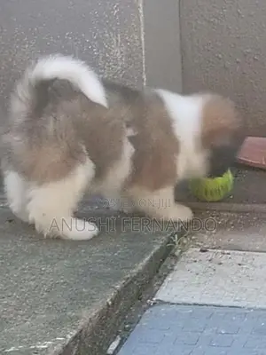 Shihtzu Puppy