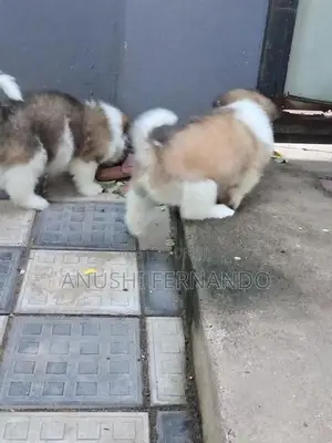 Shihtzu Puppy