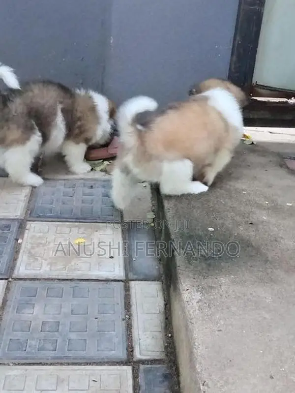 Shihtzu Puppy