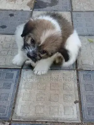 Shihtzu Puppy