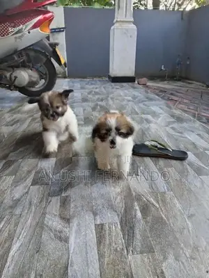 Shihtzu Puppy