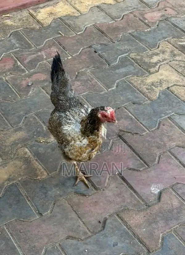Egg Laying Hens - Poultry