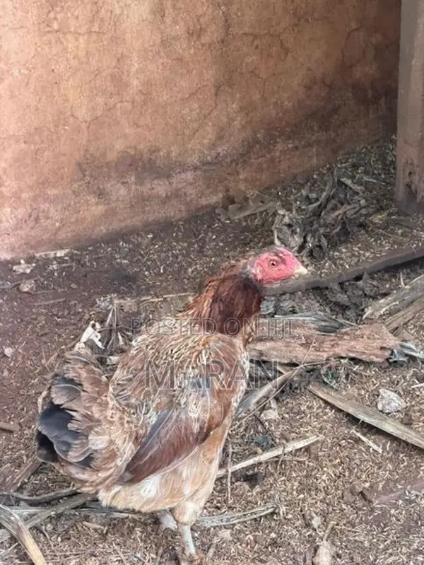Egg Laying Hens - Poultry